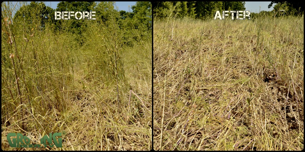 Soybeans are drilled into the existing food plot