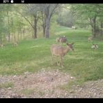 Deer grooming one another in a clover plot