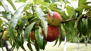 Peaches in a tree plot