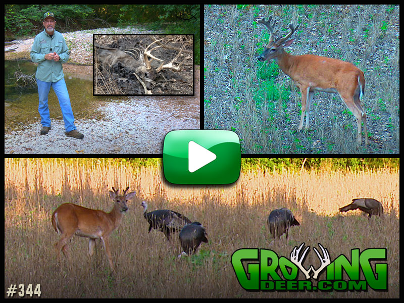 Watch as we scout for hit list bucks in GrowingDeer episode #344.