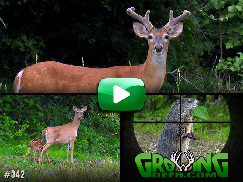 Watch GrowingDeer episode 342 Antlers In The Making