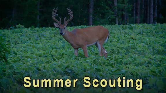 A buck feeding during the summer