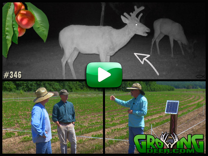 Learn about stand location placement in GrowingDeer episode 346.