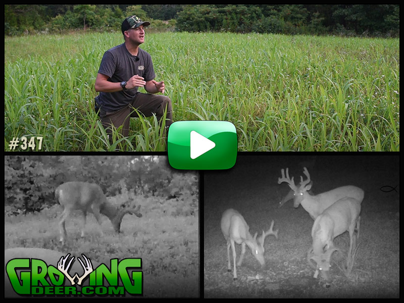 See a new technique for planting food plots in GrowingDeer episode 347.