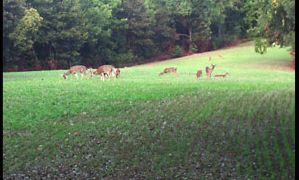 A fall food plot planted with Eagle Seed Broadside