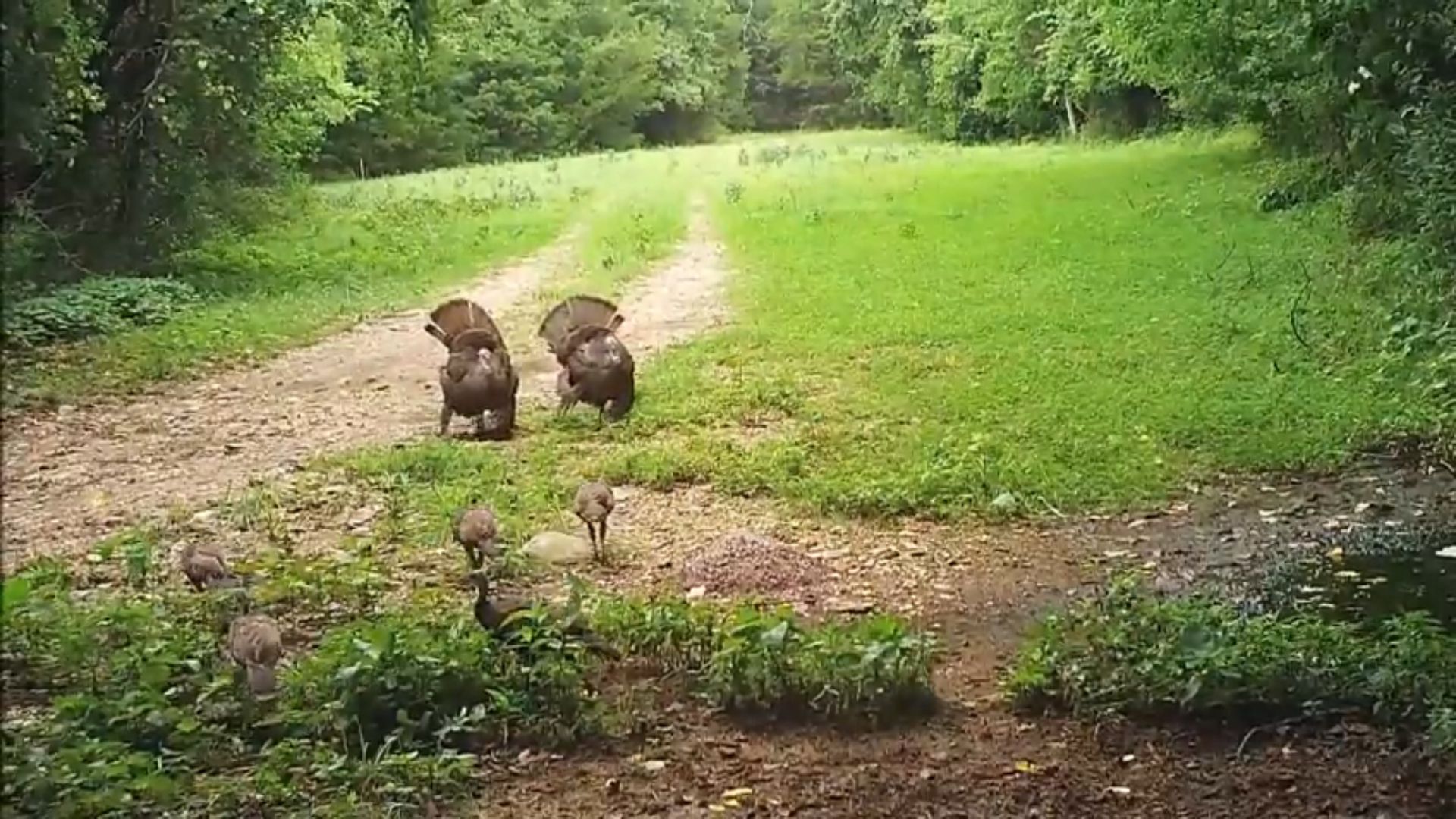 These poults are learning to strut.