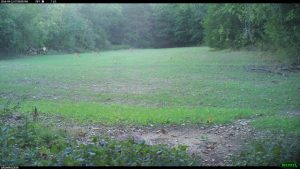 Deer in a food plot.