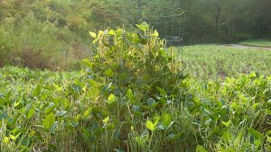 Utilization cage in a food plot