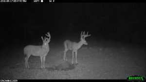 Image of two bucks at night