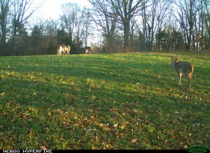This camera was placed to overlook an entire food plot. It captured MRI of a buck we call Handy.