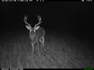 A buck in a food plot at dark