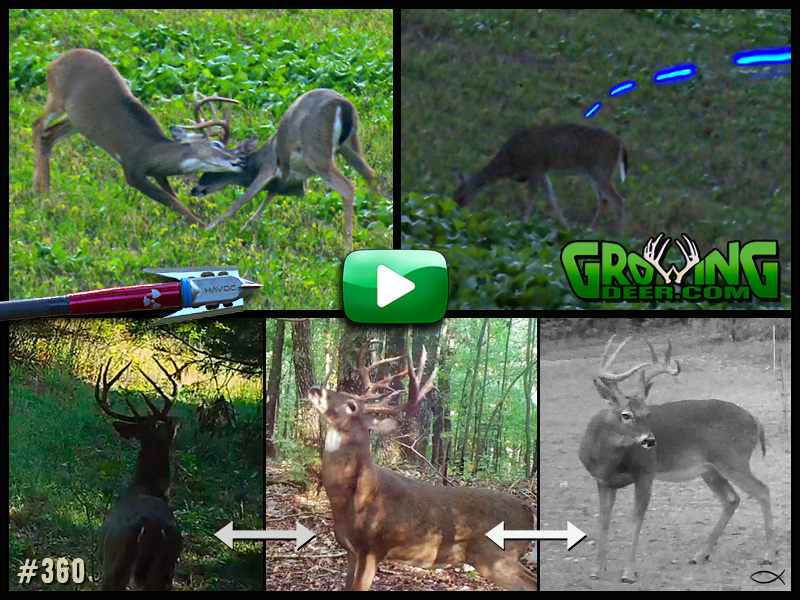 Learn what factors get bucks up and moving in GrowingDeer episode 360.