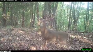 A hit list buck works a scrape.