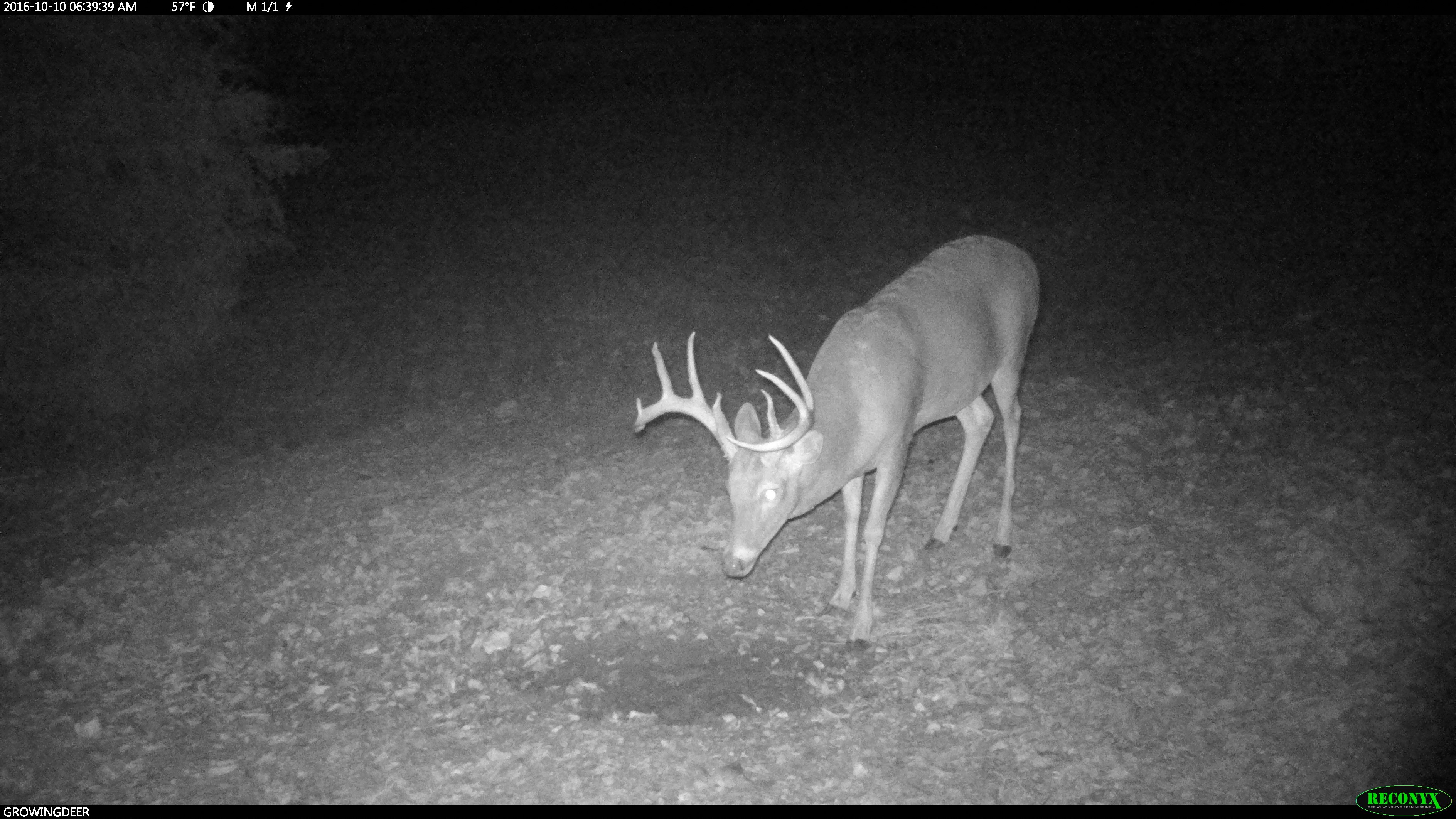 Headturner is a nocturnal buck