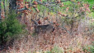 A doe going to seek cover.