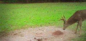 A buck at a Trophy Rock Four65 station