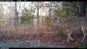 A mature buck staying close to thick cover