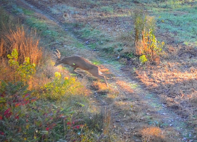 placement of an arrow shot while deer hunting