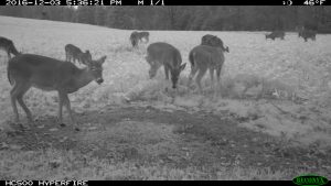 Deer in a food plot during the late season