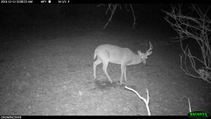 Early shed buck