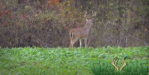 A mature buck during daylight.