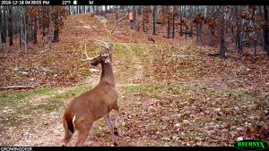 A mature buck at a scrape.