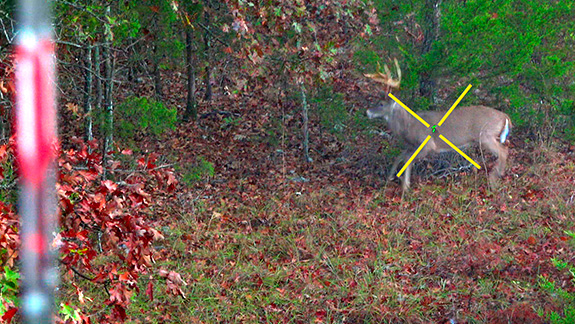  Shot placement on a nice buck Grant tagged.