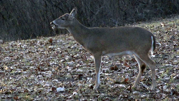  A shed buck munches on a turnip.