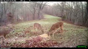 Three bucks feeding on Antler-X-Treme