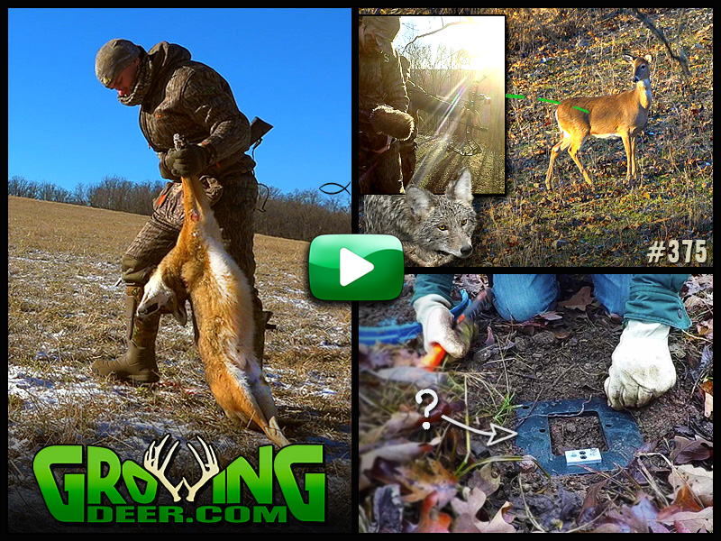 Watch how we battle local coyote populations in GrowingDeer episode 375.