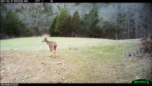 Buck with late season antlers