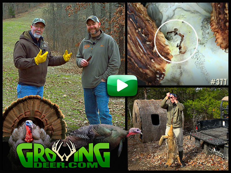 Learn how to locate and call in gobblers in GrowingDeer episode #377.