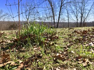 A utilization cage in a food plot