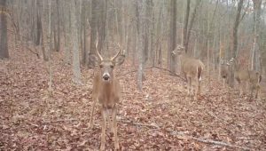 A buck looking directly at our Reconyx camera