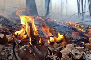 Leaves on fire, starting a prescribed fire