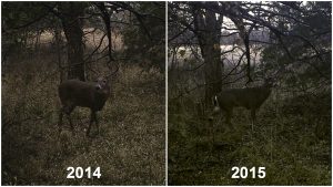 Big 8 trail camera picture comparing 2014 and 2015