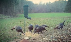 Turkeys under a Redneck feeder