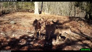 Three does at a Trophy Rock mineral station