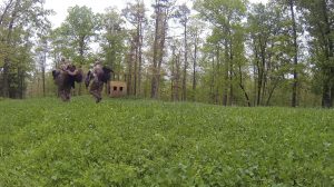 Two hunters with turkeys