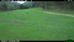 We use Reconyx cameras to scout for turkeys