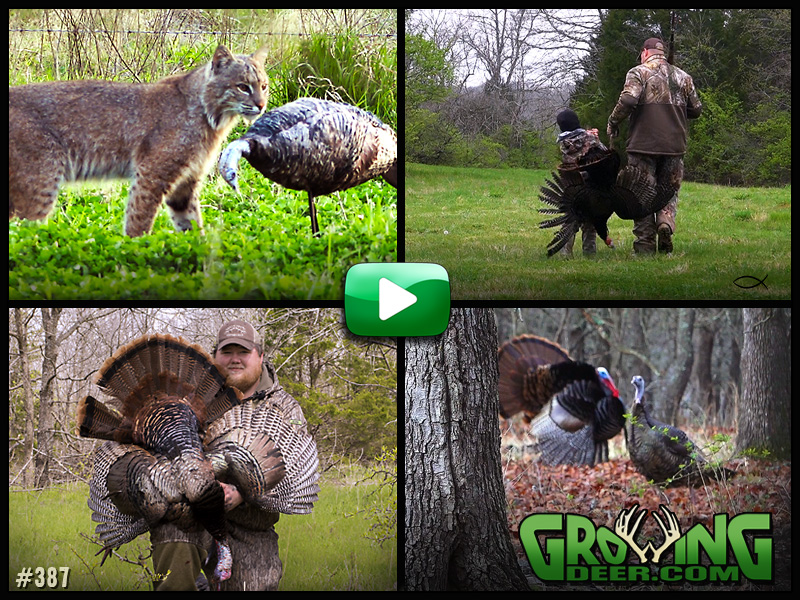 Watch as multiple turkey tags get punched in GrowingDeer episode 387.