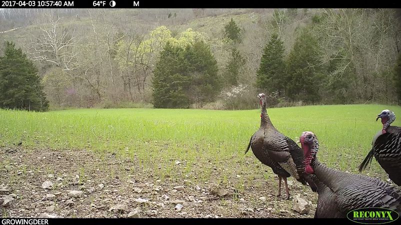 We use a low camera angle for scouting turkeys
