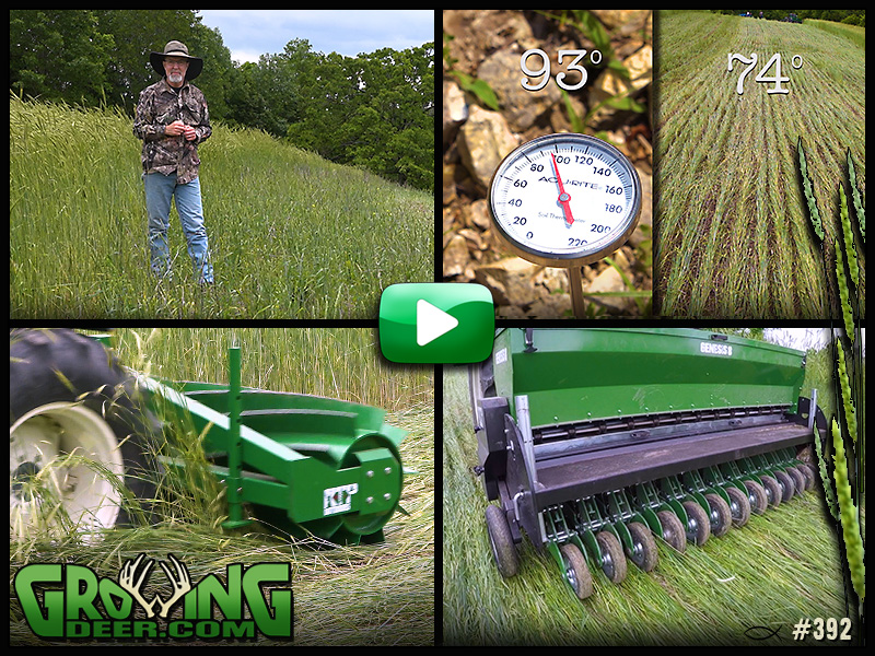 Learn tips for food plot success in GrowingDeer episode 392.