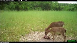 Two deer licking a Trophy Rock