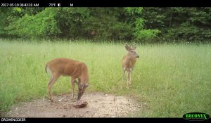 Two bucks at a Trophy Rock