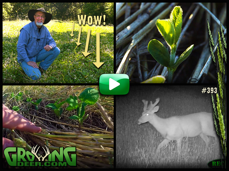 Learn how to maximize your food plots in GrowingDeer episode 393.