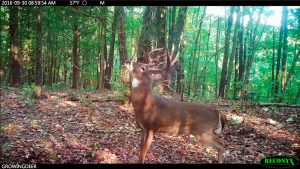 Mature buck on his feet during daylight hours
