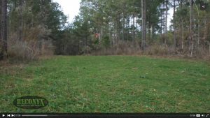 Hunter in a tree stand near thinned pines