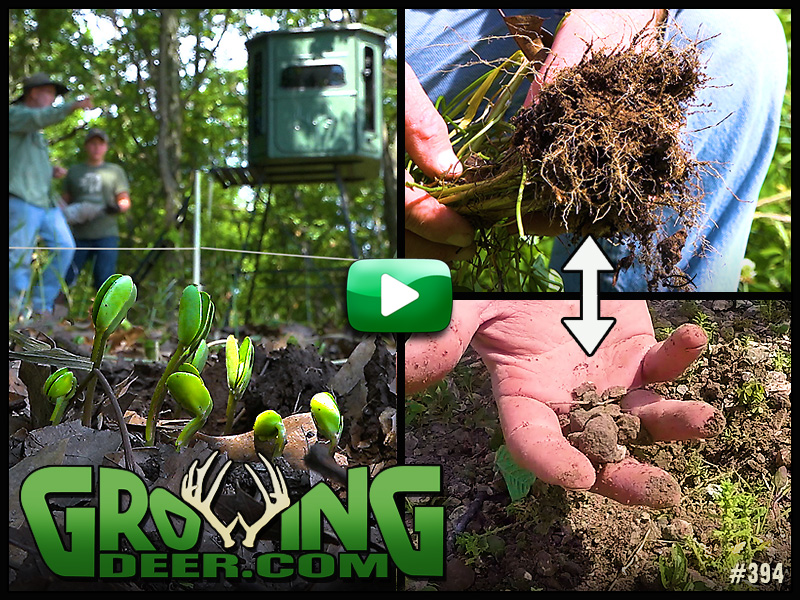 Learn food plot strategies in GrowingDeer episode 394.