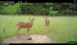 May trail camera pictures shows two bucks with antler growth